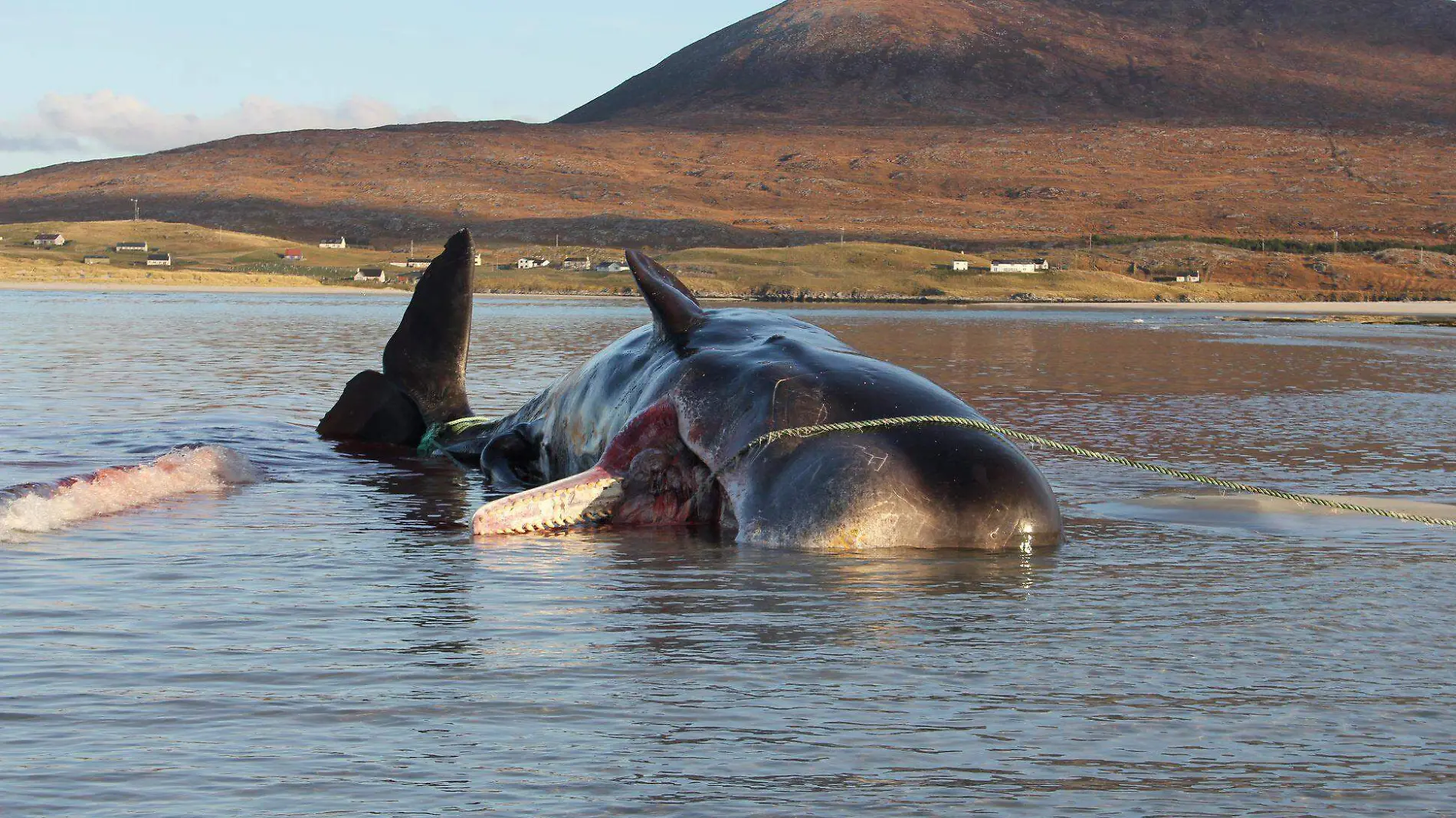 BALLENA VARADA 4